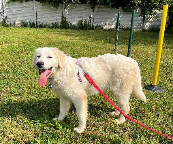 LELLA DELIZIOSA MAREMMANINA Foto 4